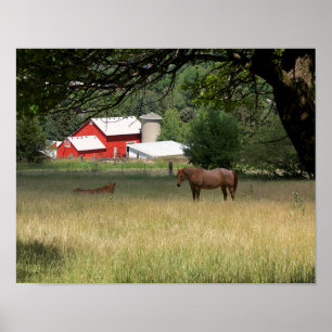 Poster Red Barn E Cavalos