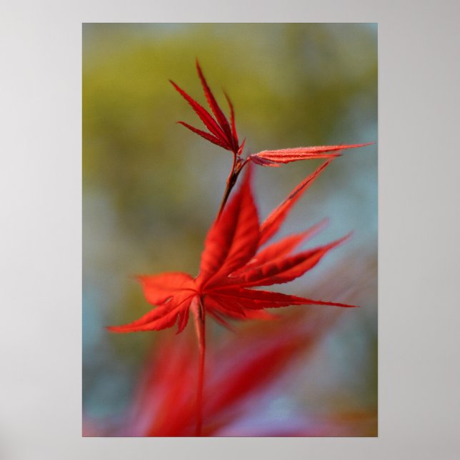 Poster "Red Bloom", Folha de Maple (Frente)