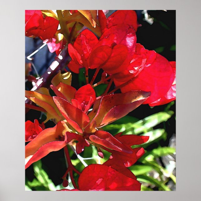 Poster Red Bouganvilla (Frente)