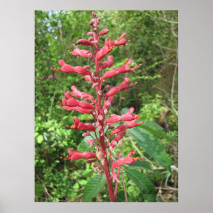 Poster Red Buckeye