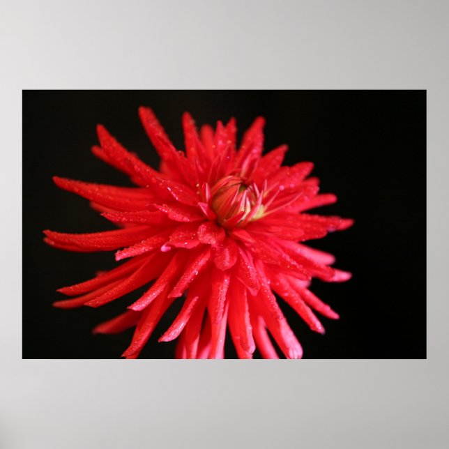 Poster Red Cactus Dahlia (Frente)