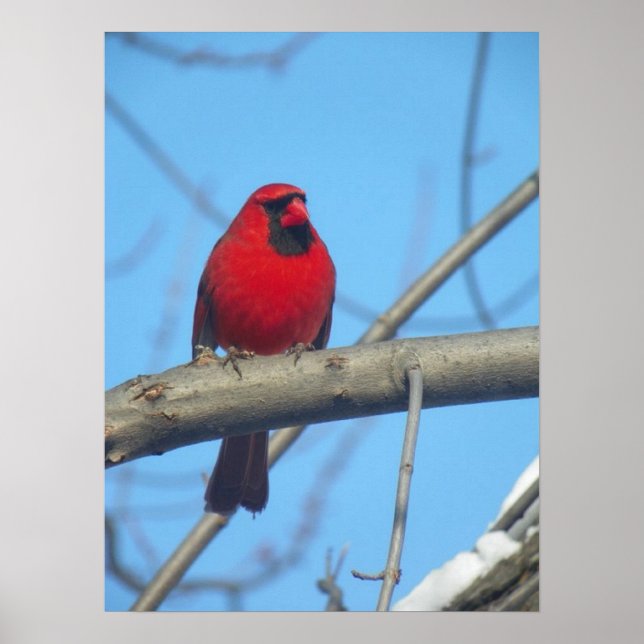 Poster Red Cardinal/Bird (Frente)
