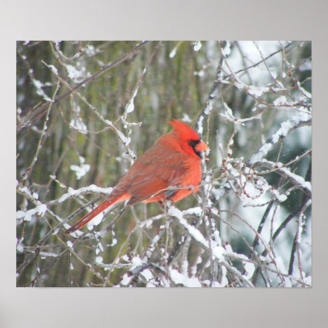 Póster Red Cardinal no inverno (Frente)