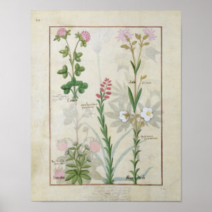 Poster Red clover & Aube Bellidis Onobrychis & Hyssopus