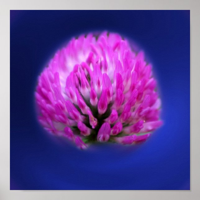 Poster Red Clover Wildflower (Frente)
