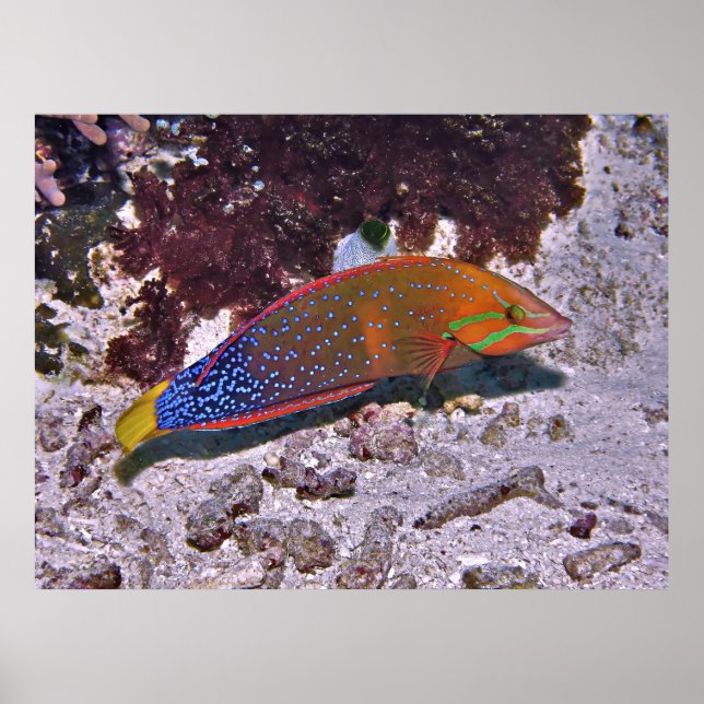 Poster Red Coris (Frente)