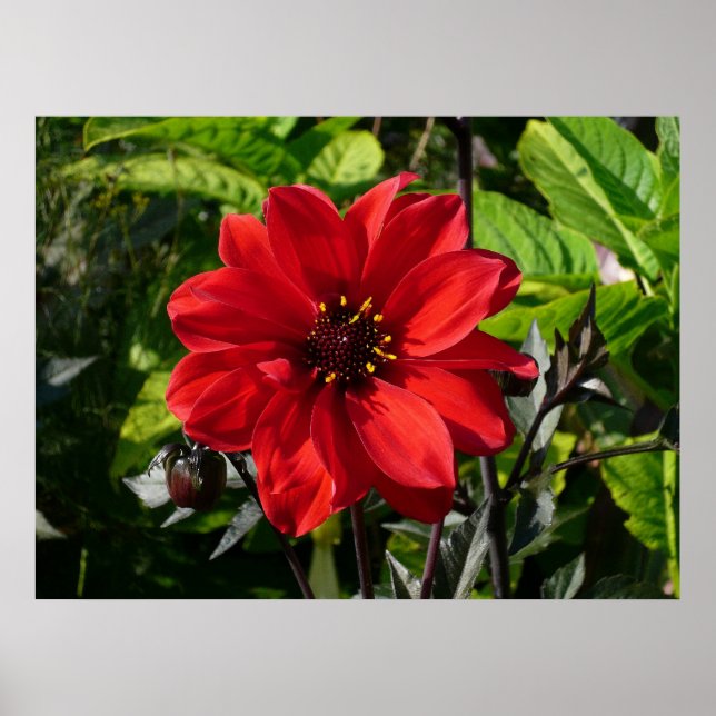 Póster Red Dahlia (Bispo de Llandaff) II (Frente)