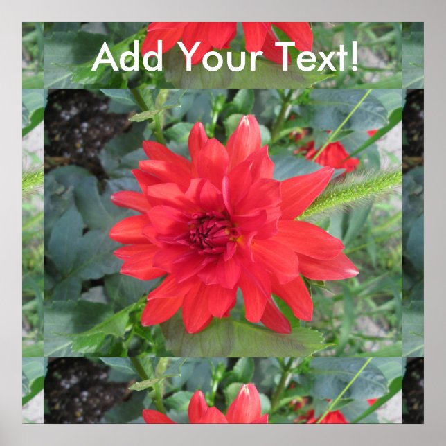 Poster Red Dahlia Plant (Frente)