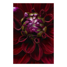 Póster Red Dahlia Poster
