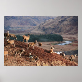 Poster Red Deer in Glen Etive, Highlands, Escócia