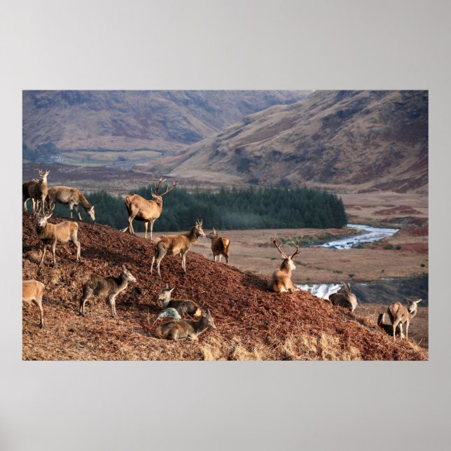 Poster Red Deer in Glen Etive, Highlands, Escócia (Frente)