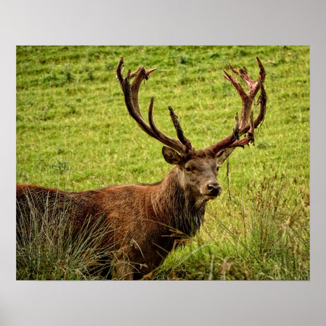 Poster Red Deer Stag (Frente)