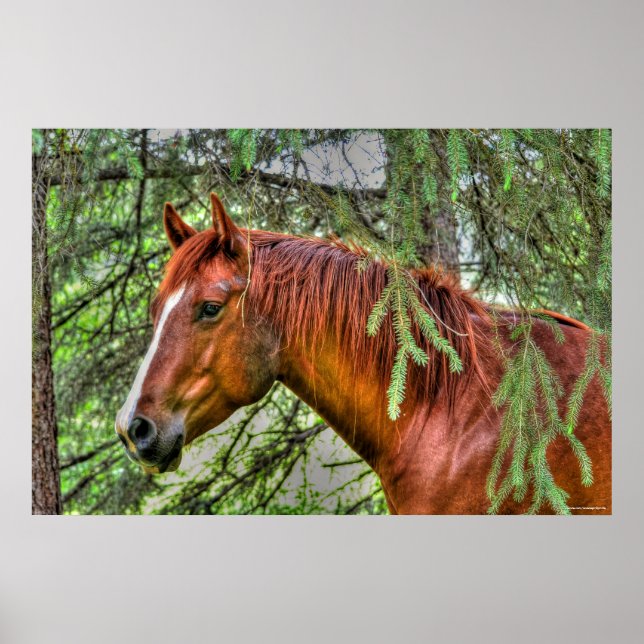 Póster Red Dun Mare Horse em uma Foto de Equino Florestal (Frente)