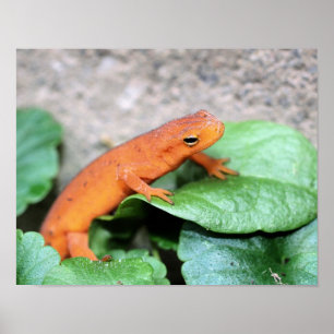 Poster Red Eft Orange Salamander Nature 2
