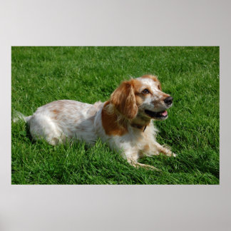 Póster Red English Cocker Spaniel