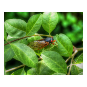 Póster Red Eyed Cicada