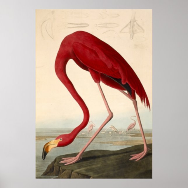 Poster Red Flamingo de Audubon (Frente)