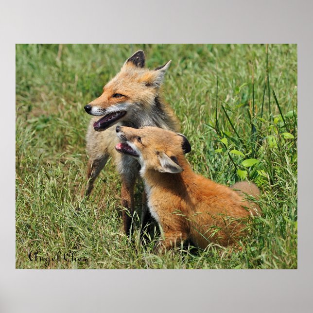 Poster Red Fox Mama e Kit (Frente)