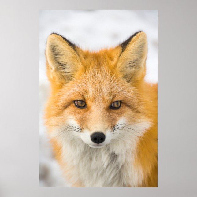 Poster Red Fox Portrait (Frente)