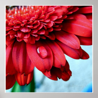 Póster Red Gerber