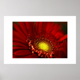 Poster Red Gerbera Daisy