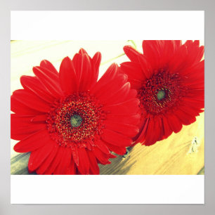Póster Red Gerberas Canvas