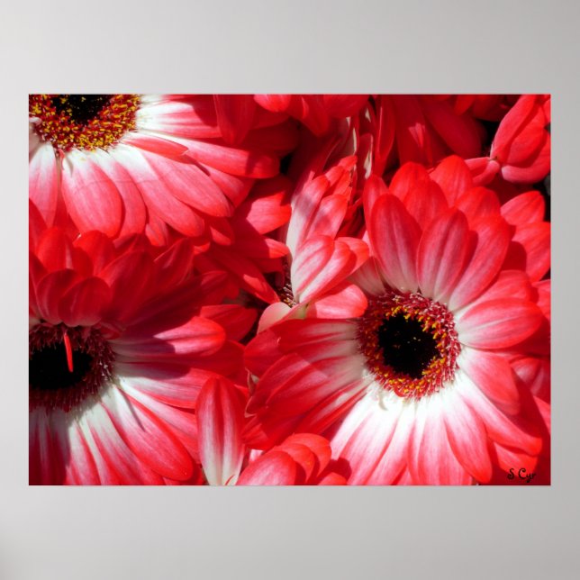 Poster Red Gerberas Poster, S Cyr (Frente)