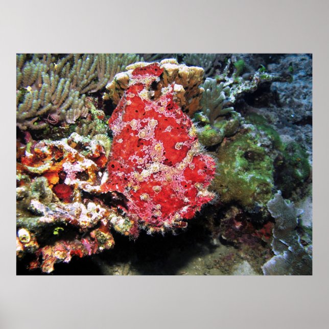 Poster Red Giant Frogfish (Frente)