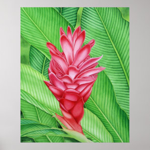 Poster Red Ginger Watercolor