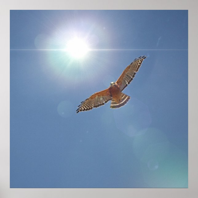 Poster Red Hawk Bright Sun Fotografia (Frente)