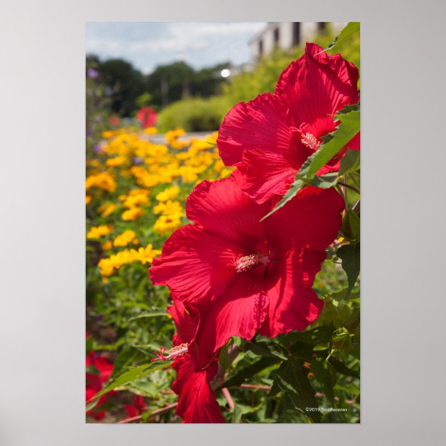 Poster Red Hibiscus (Frente)