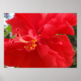 Póster Red Hibiscus