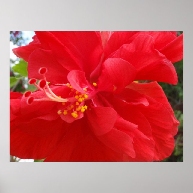 Póster Red Hibiscus (Frente)