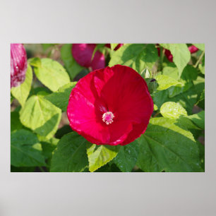 Póster Red Hibiscus