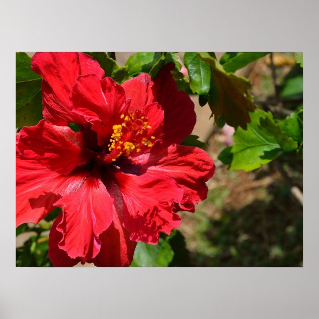 Póster Red Hibiscus Canvas (Frente)