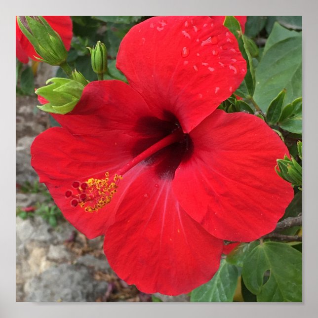 Poster Red Hibiscus Flower Park Güell Barcelona (Frente)