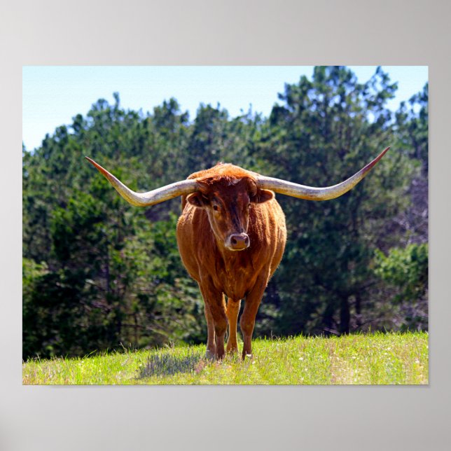Póster Red Hired Texas Longhorn (Frente)