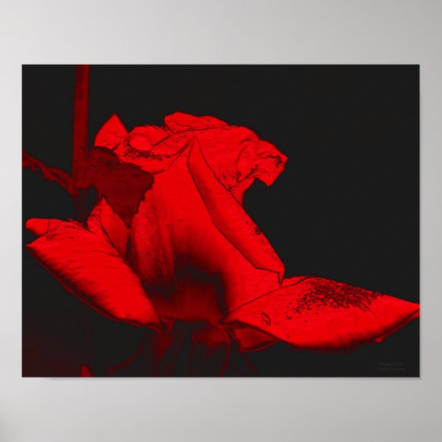 Poster Red Hot Rosebud Abstrato Flower Art (Frente)