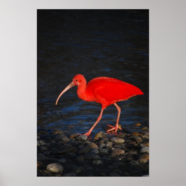 Poster Red Ibis (Frente)