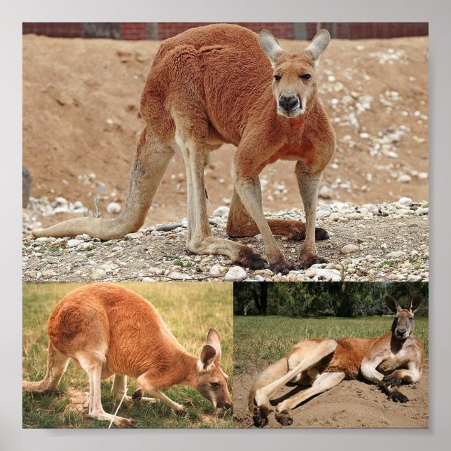 Poster Red Kangaroo (Frente)