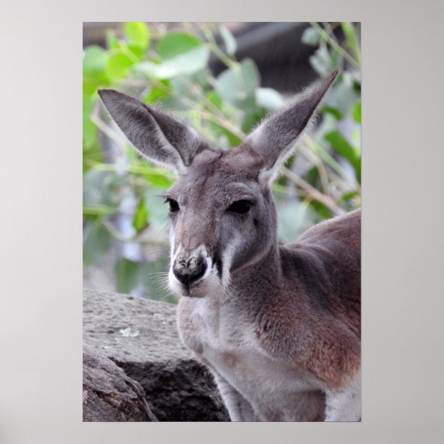 Poster Red Kangaroo (Frente)