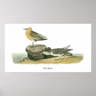 Poster Red Knot, John Audubon
