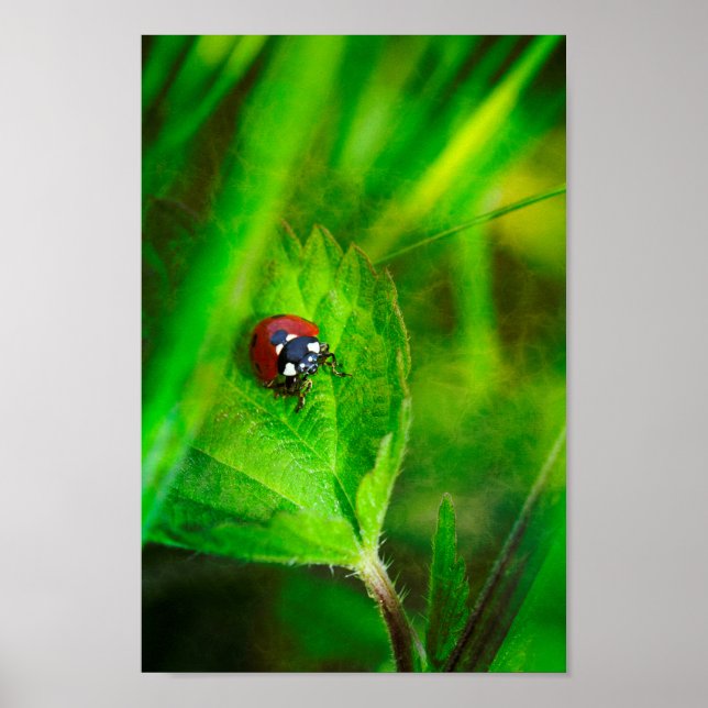 Poster Red Ladybird (Frente)