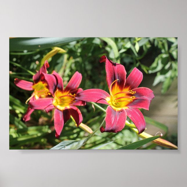 Poster Red Lillies do Kentucky (Frente)