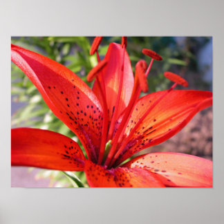 Póster Red Lilly Canvas