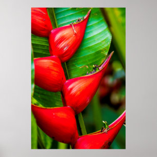 Poster Red Lobster Claw Heliconia, Kauai, Havaí