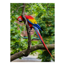 Red Macaw Wall Poster brilhante