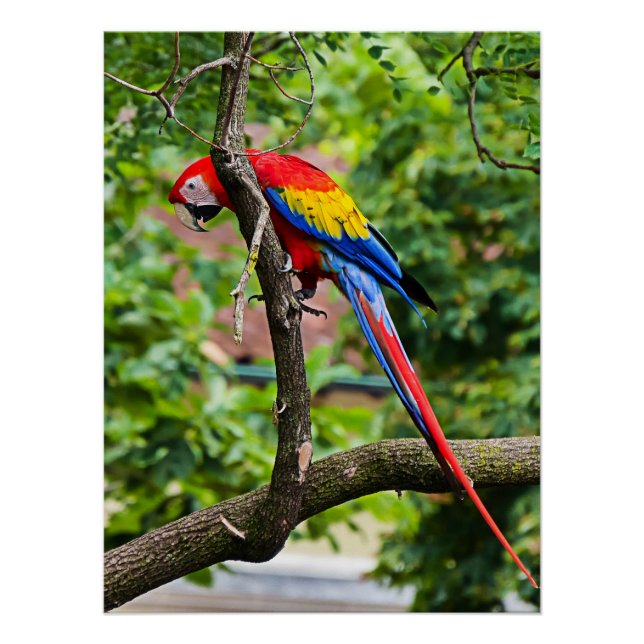 Póster Red Macaw Wall Poster brilhante (Frente)