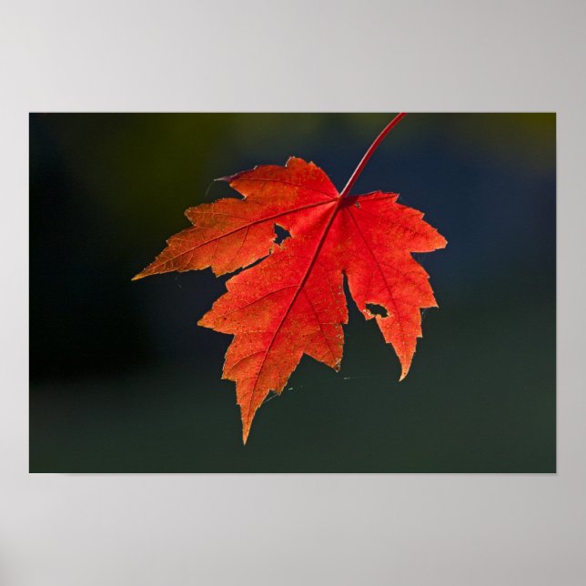 Poster Red Maple Acer rubrum) folha vermelha no outono, (Frente)