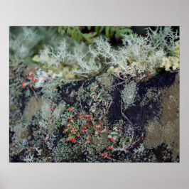 Poster Red Matchstick Lichen